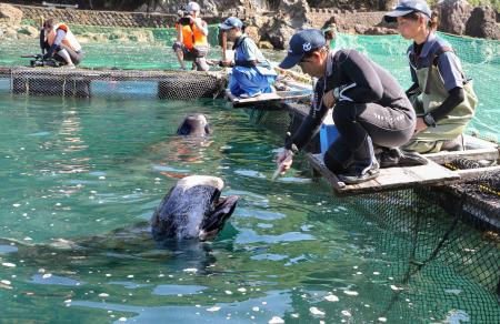 和歌山県太地町の海水浴場に設けられたいけすで泳ぐクジラ＝１８日午前