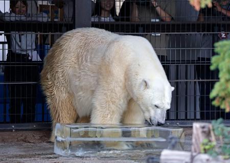 巨大な氷の柱をなめる旭山動物園のホッキョクグマ＝２２日午前、北海道旭川市