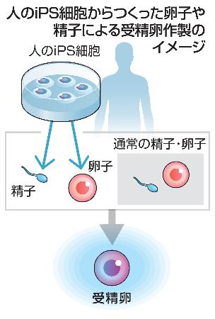 ｉＰＳ細胞からつくった卵子や精子による受精卵の作製（イメージ）