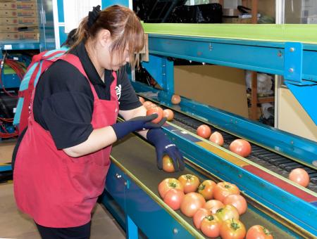 出荷の最盛期を迎えている「日南トマト」＝２４日、鳥取県日南町