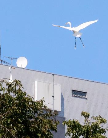 富山城址公園の上空で羽ばたくサギ＝２９日午後、富山市
