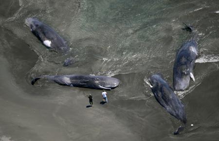 千葉県館山市の海岸に打ち上げられたクジラ＝３０日午後０時５７分（共同通信社ヘリから）