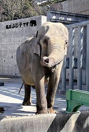 死んだ雌のアジアゾウ「ふじ子」