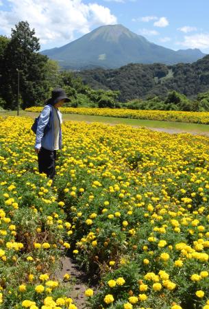鳥取県南部町の「とっとり花回廊」で見頃を迎えたマリーゴールド。奥は大山＝２７日