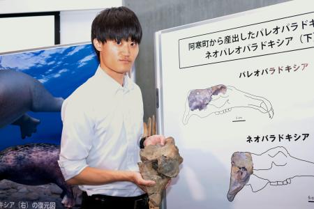絶滅した海生哺乳類「ネオパラドキシア」の化石を手にする浅井勇馬さん＝北海道足寄町
