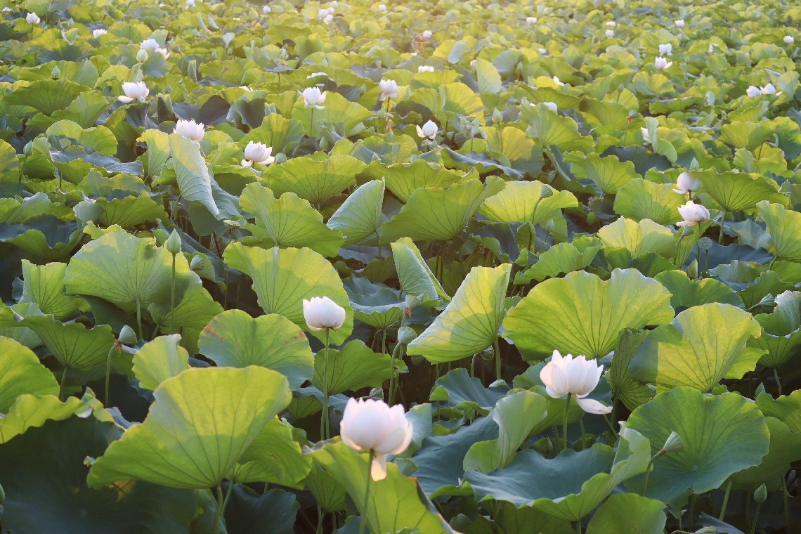 大池に咲いたハスの花＝１日午前、中津市のダイハツ九州スポーツパーク大貞近く