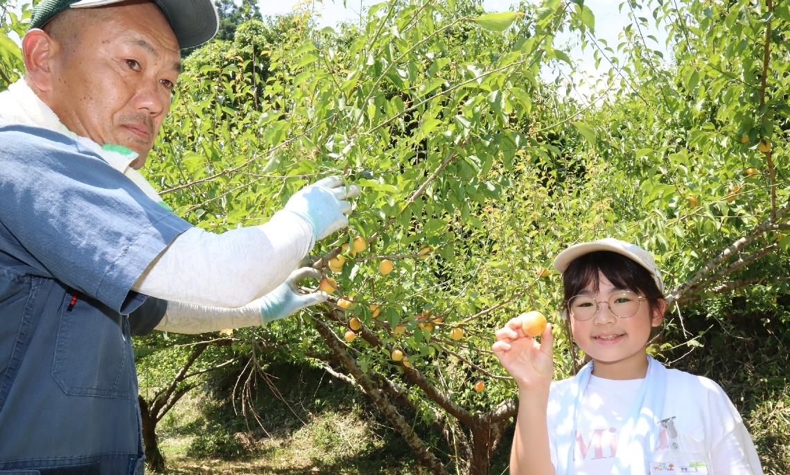 梅の収穫体験をする児童（右）とメンバーの河津昭二郎さん＝日田市大山町の梅園