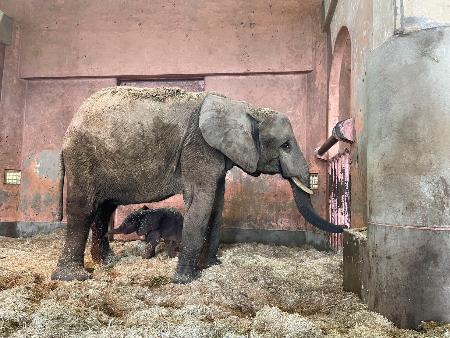 国内初出産で生まれたマルミミゾウの子ども（下）＝５日（広島市安佐動物公園提供）
