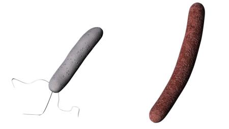 細菌のＡ―ｇｙｏ（左）とＵＮ―ｇｙｏ（右）のイメージ（北陸先端科学技術大学院大・都英次郎教授提供）
