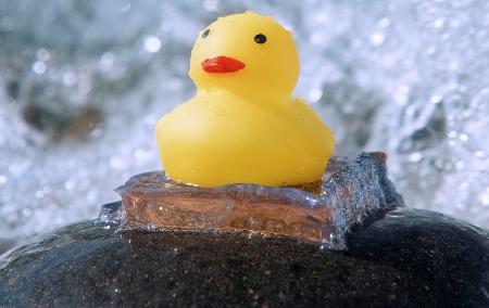 波が打ち寄せる海岸の石とゴムのアヒルをくっつけている「ハイドロゲル」＝７月、北海道小樽市（北海道大提供）