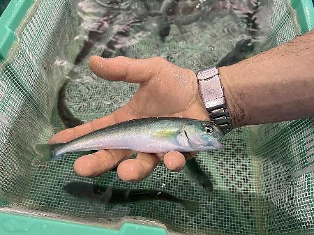 北海道白老町の養殖施設で育てられたホッケの稚魚（同町提供）