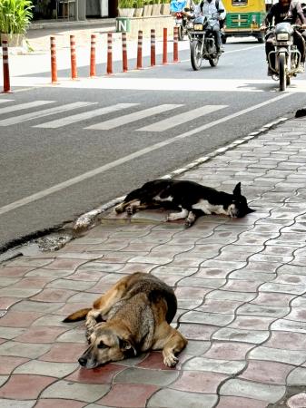 インド・ニューデリー中心部の路上で寝る野良犬＝２０２４年８月（共同）