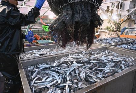 北海道根室市の花咲港で水揚げされたサンマ＝１５日午前