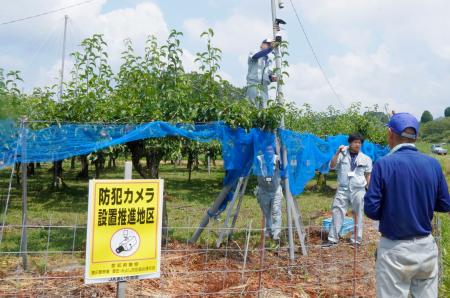 ナシ畑に防犯カメラを設置するＪＡの職員ら＝７月、愛知県豊田市