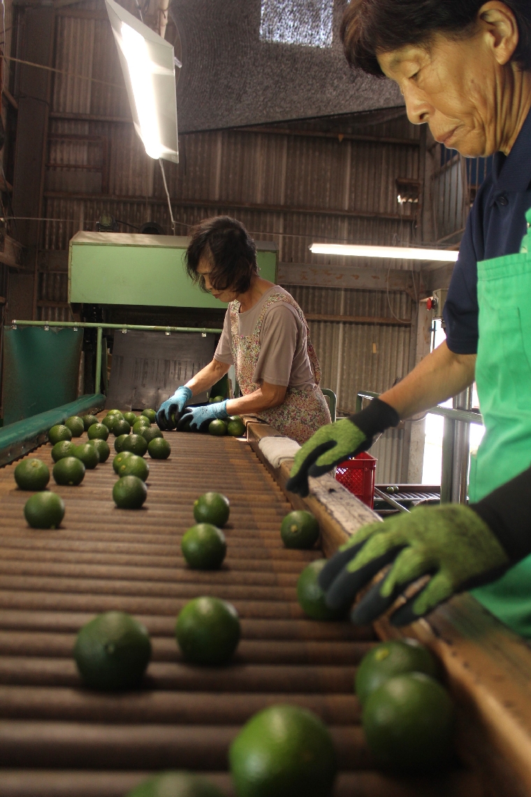 ベルトコンベヤーを流れるカボス