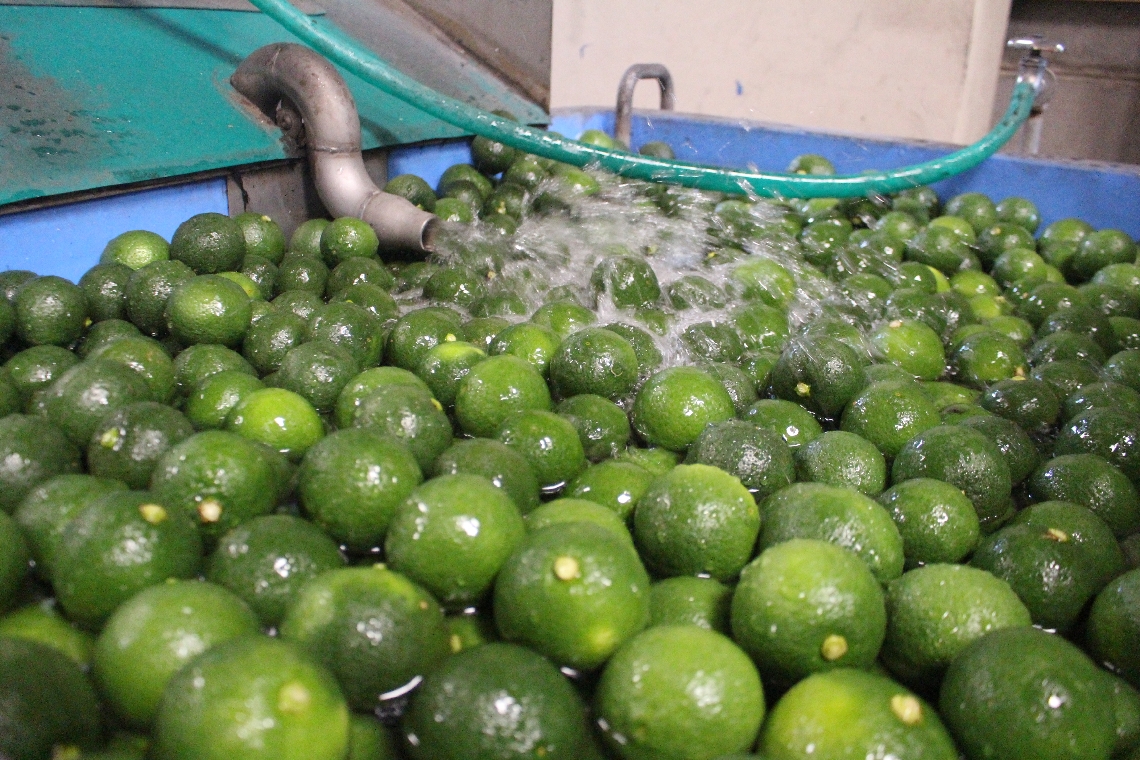 洗浄されるカボス