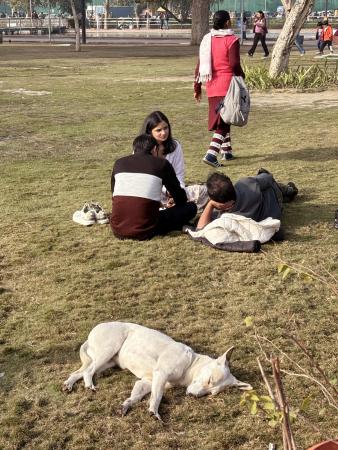 インド・ニューデリーの公園で寝る野良犬＝１月（共同）