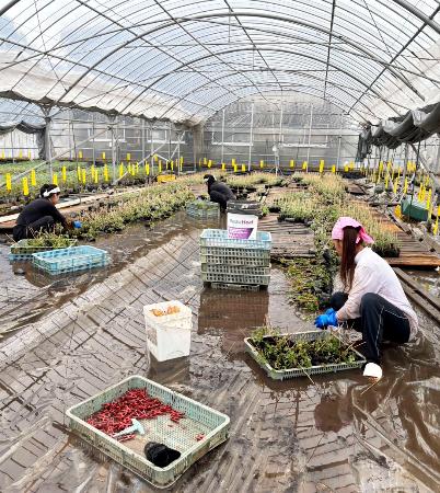 水に漬かったトマトの苗の片付け作業＝１１日、熊本県八代市（服田強さん提供）