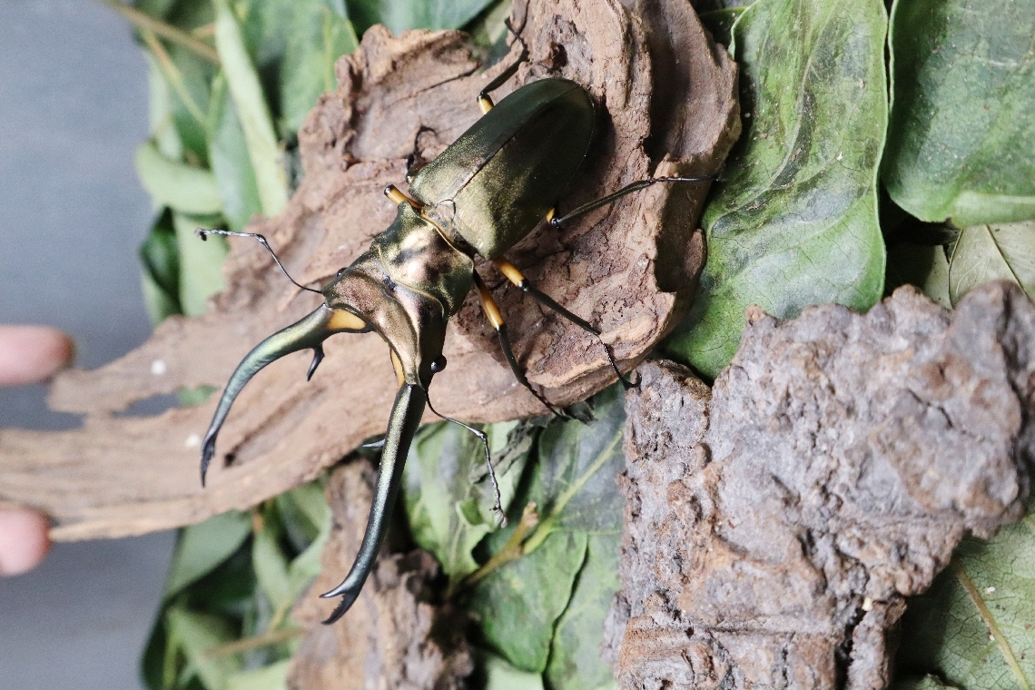 ネットオークションで、１５万円で落札された１０５㍉の「エラフスホソアカクワガタ」。サイズによって１万～２０万円ほどで取引される