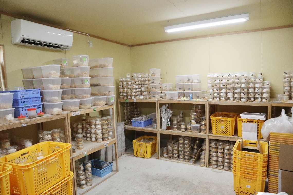 １回に約１万５千匹を輸入。出荷までの２週間は、従業員総動員で餌やりやおがくず詰めなどの作業に追われる