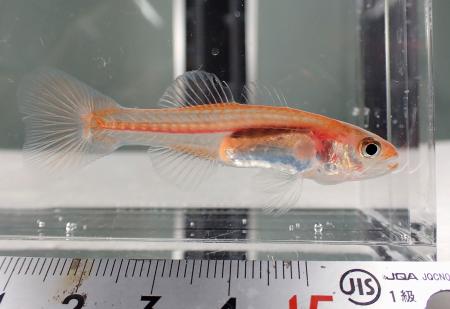 宮城県南三陸町の志津川湾で見つかった世界的に希少な小魚「クダリボウズギス」＝２０２２年６月（自然環境活用センター提供）
