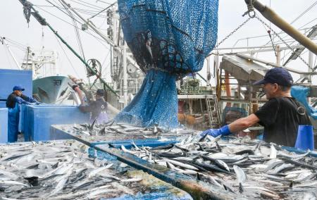 銚子漁港で今年初めて水揚げされたサンマ＝４日朝、千葉県銚子市