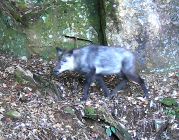 県が設置したセンサーカメラに写ったニホンカモシカ＝昨年１０月、豊後大野市（県自然保護推進室提供）