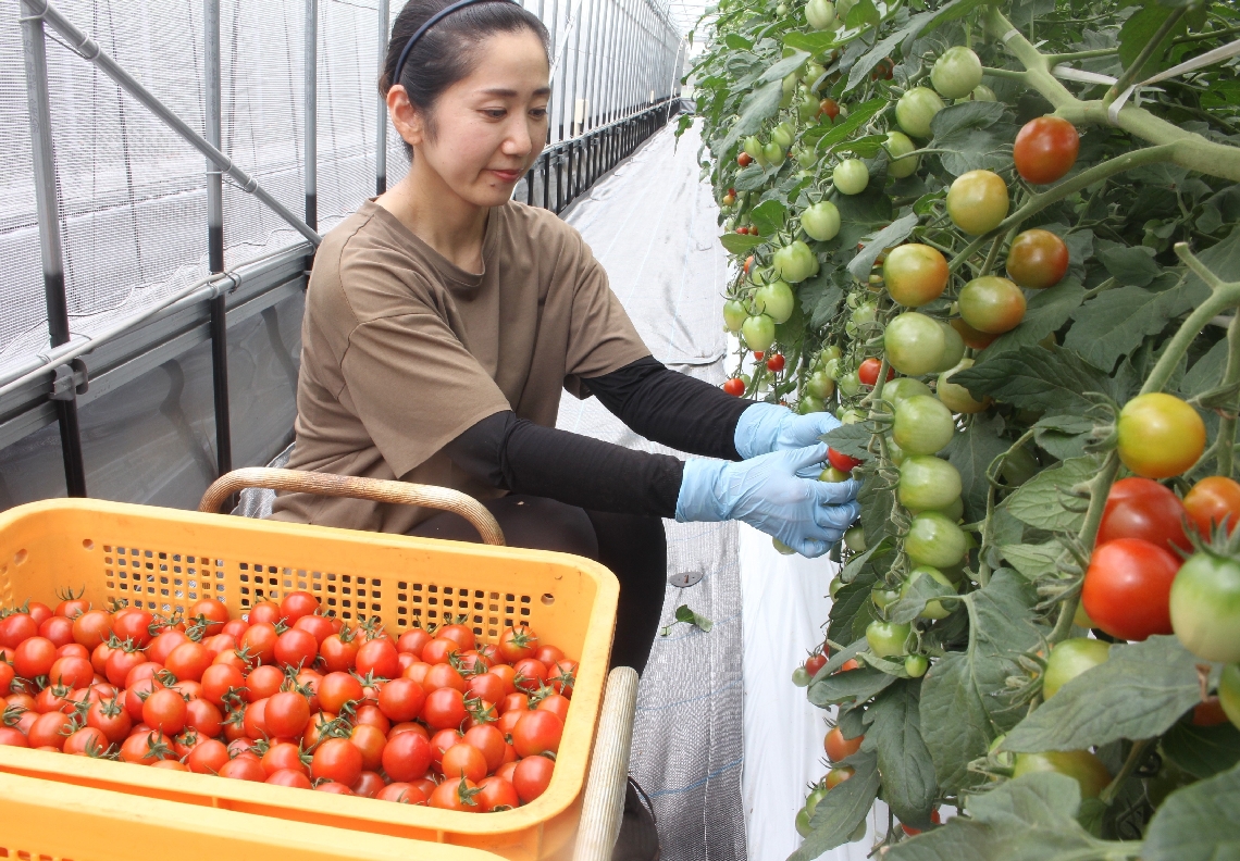 竹田市特産ミニトマトの収穫「秋の陣」 寒暖差でさらに甘みが凝縮