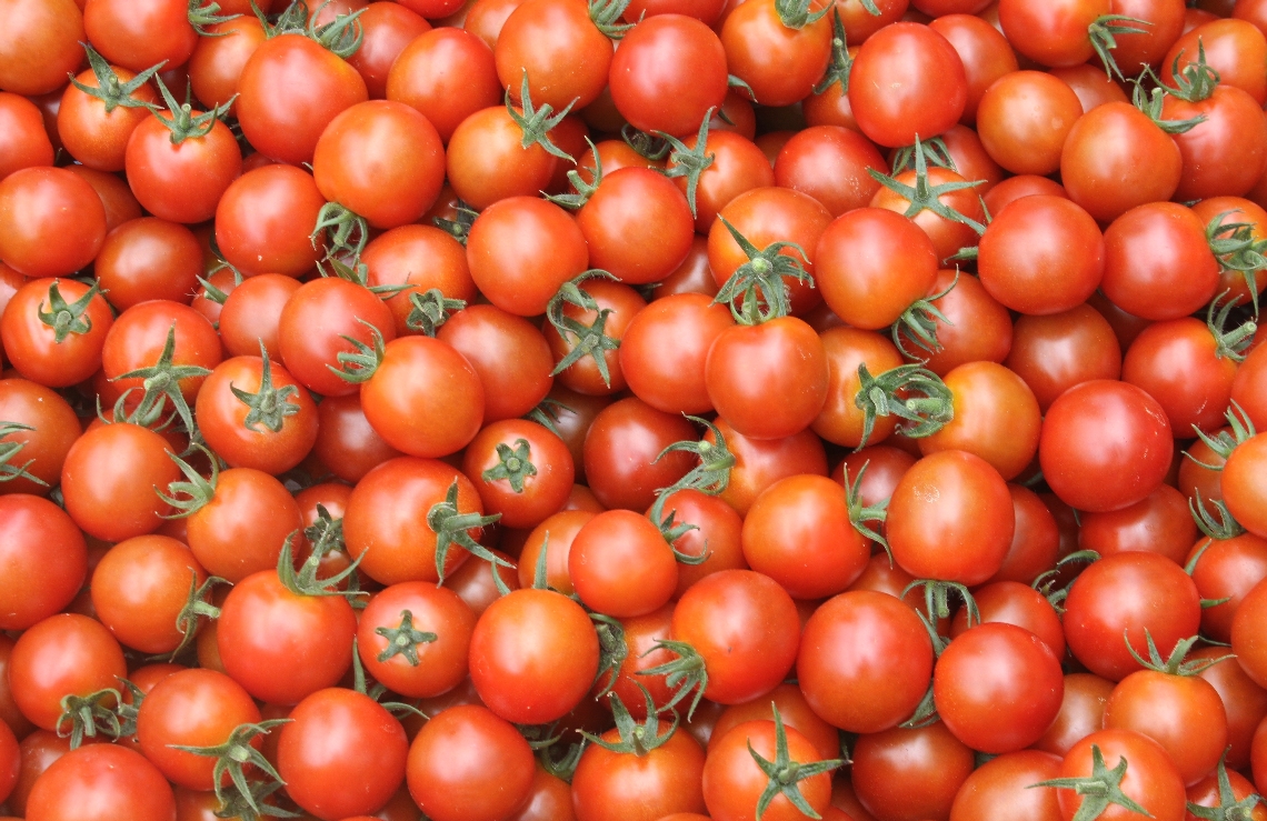 竹田市特産ミニトマトの収穫「秋の陣」 寒暖差でさらに甘みが凝縮