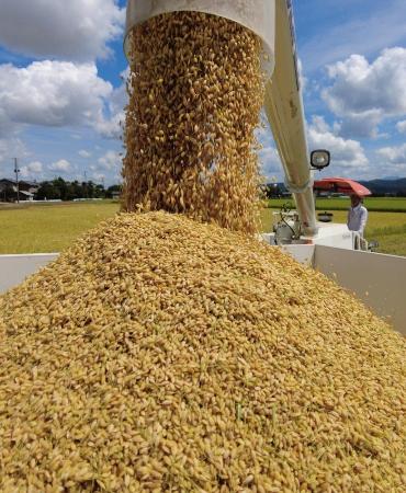収穫されたコメ＝８月、新潟県三条市
