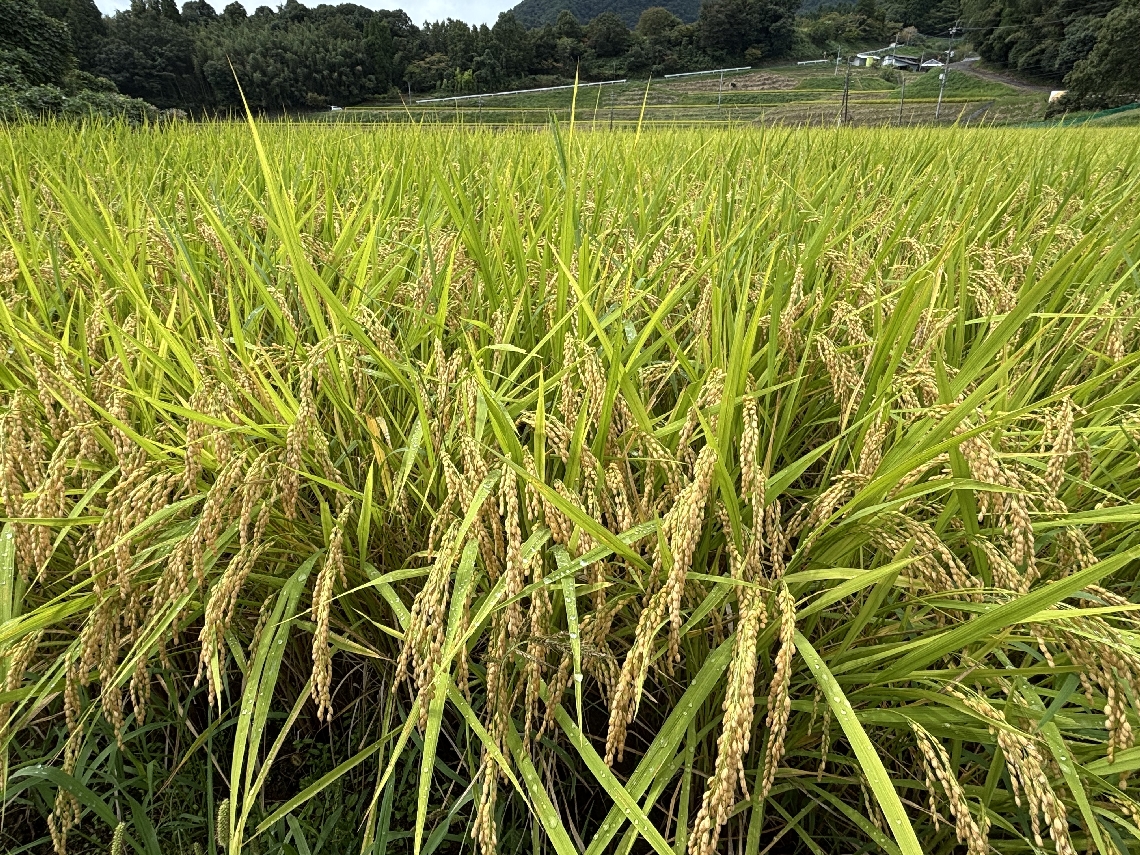黄金色に輝く稲穂＝豊後大野市朝地町綿田