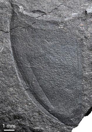 長崎市で発見された昆虫類の左側の翅化石（福井県立大恐竜学部、福井県立恐竜博物館、長崎市恐竜博物館提供）