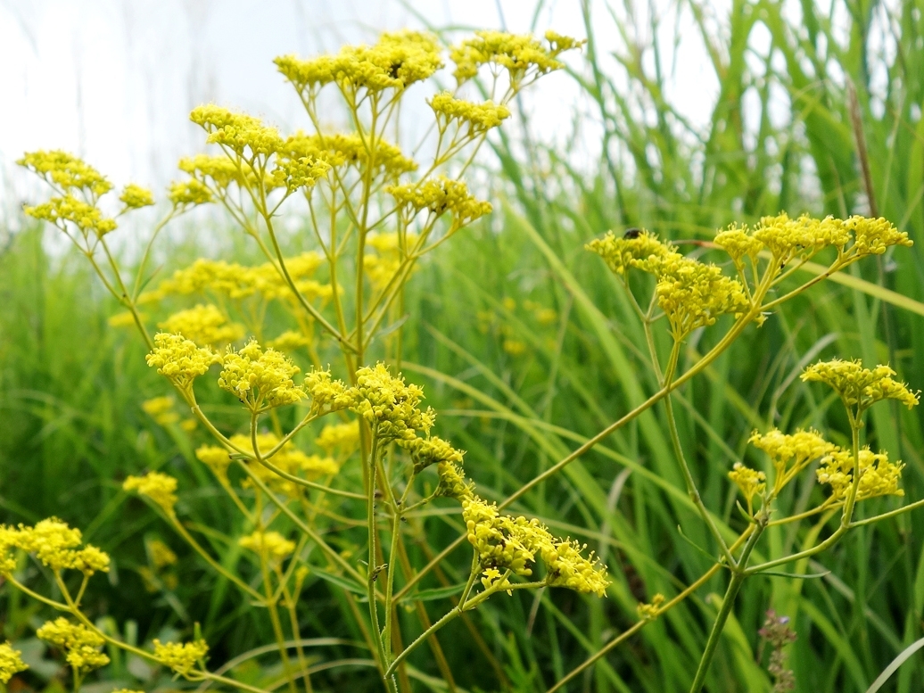 秋の七草の一つ、オミナエシ（九重ふるさと自然学校提供）