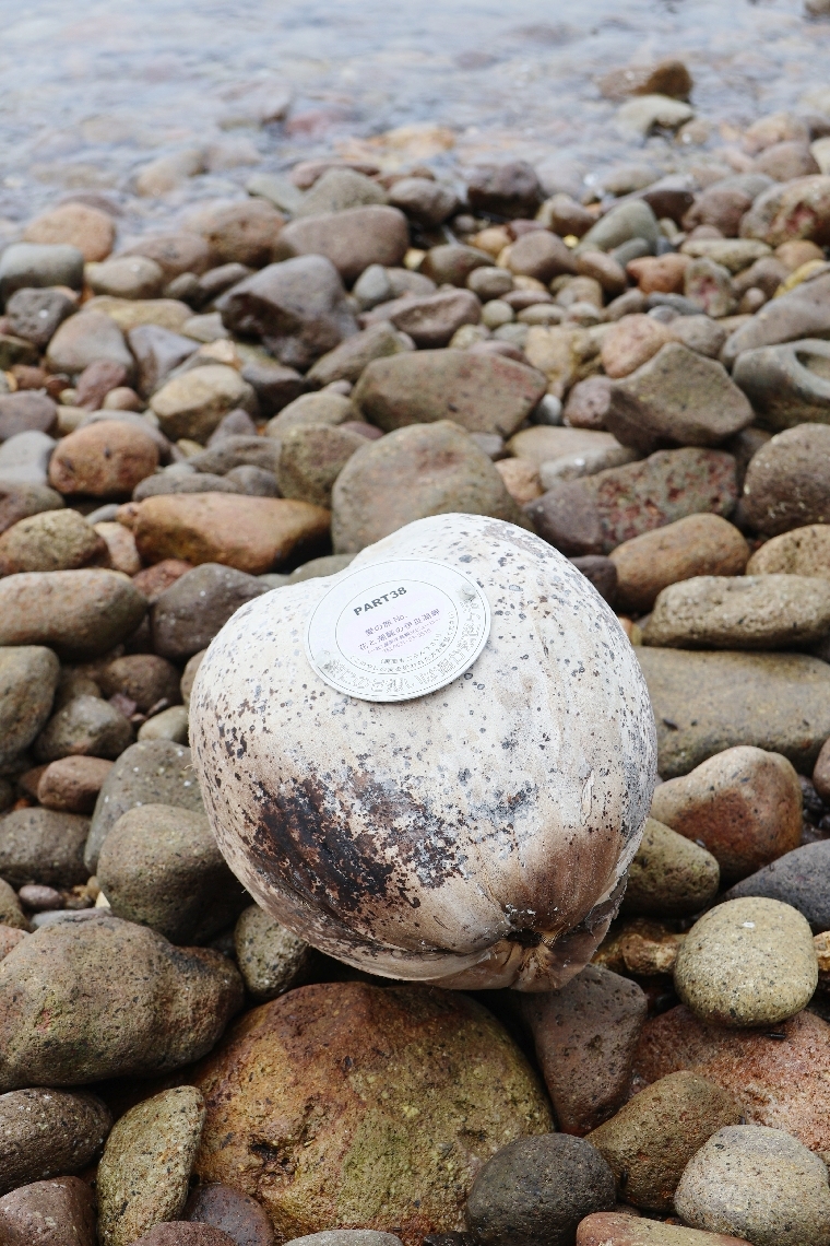 約１２００キロ離れた沖縄県・石垣島から流れ着いたヤシの実
