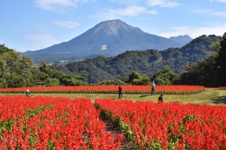 「とっとり花回廊」で見頃を迎えたサルビア。奥は大山＝１１日、鳥取県南部町