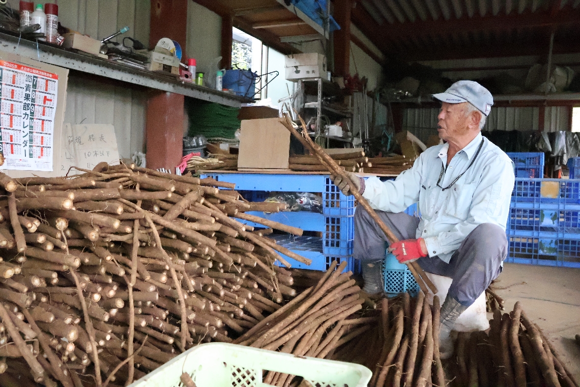 野津ごぼうの選果をする高橋秀司さん＝臼杵市野津町烏嶽