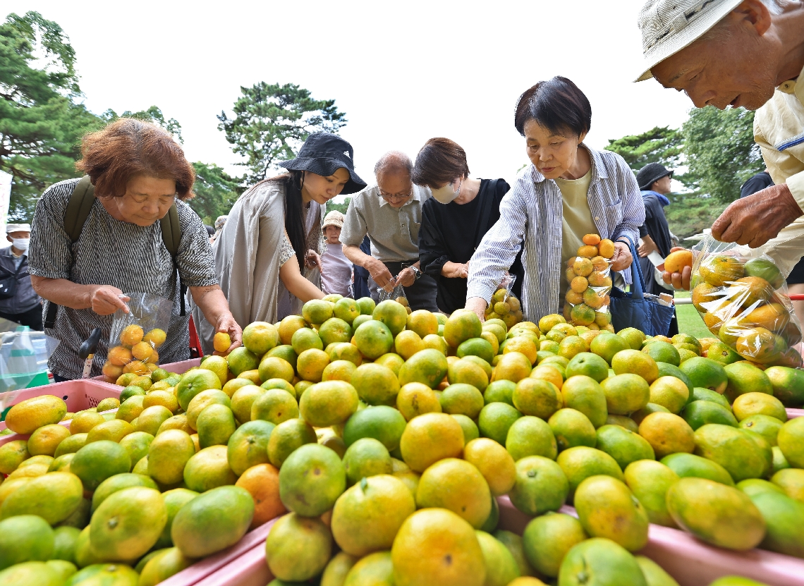 ミカンの袋詰めを楽しむ来場者＝１８日、別府市野口原の別府公園