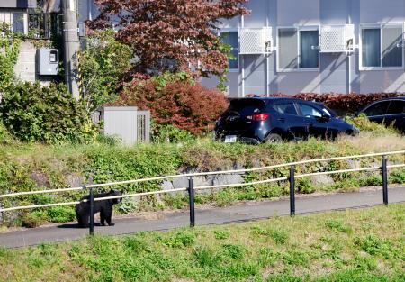 盛岡市中心部の盛岡城跡公園近くの中津川河川敷から、住宅街に向かうクマ＝２３日午前