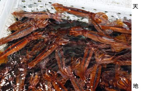 いけすで泳ぐスルメイカ＝６月、北海道函館市