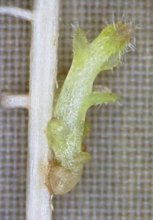 トウモロコシの根に寄生した寄生植物の「ストライガ」（右、奈良先端科学技術大学院大提供）
