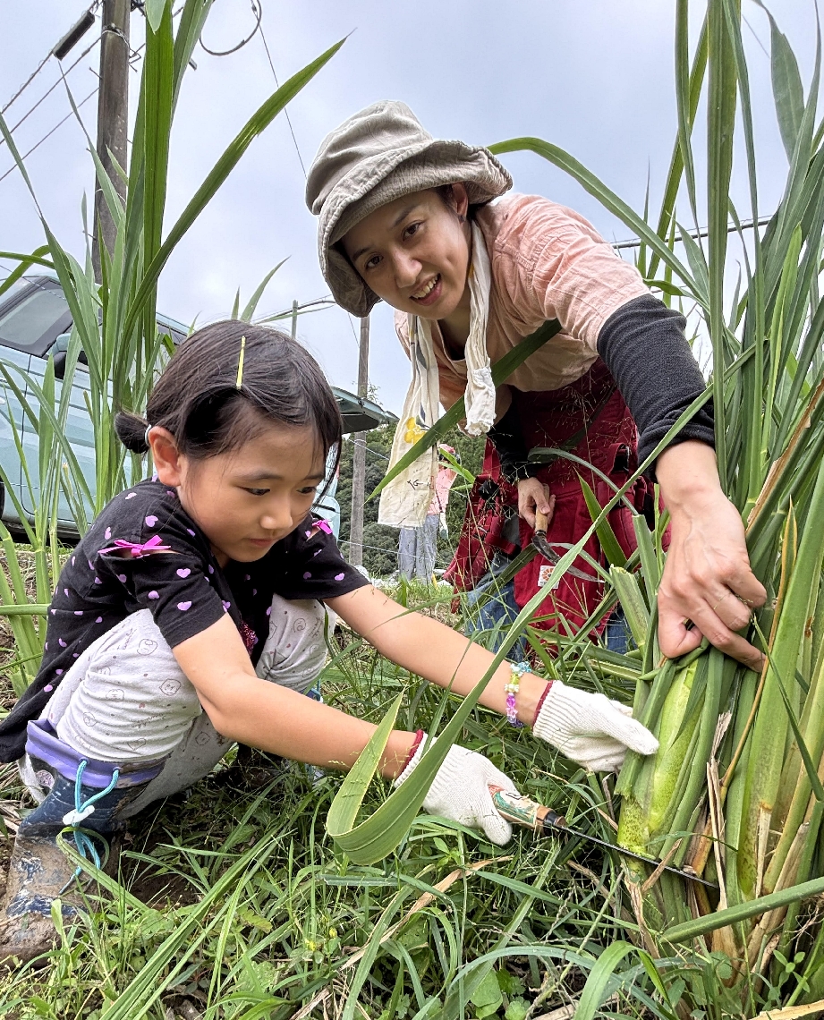マコモダケを収穫する親子＝豊後大野市犬飼町