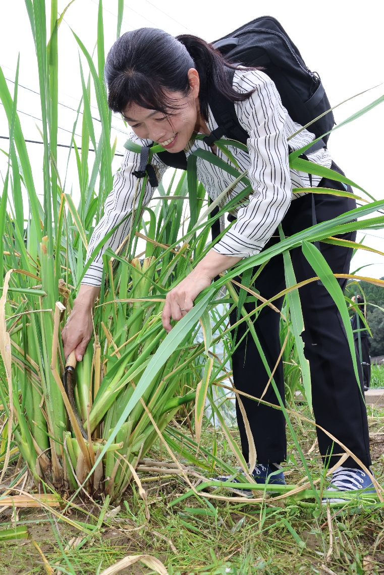 マコモダケを収穫する参加者