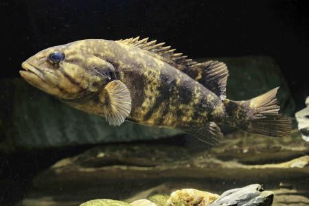 コウライオヤニラミ（森宗智彦氏提供）