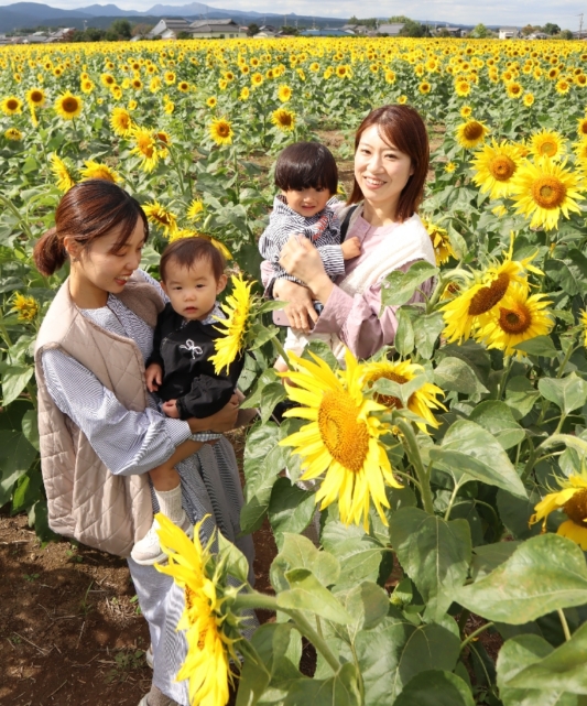 ひまわりお取引 4-e1754121034998.png