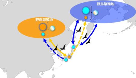 野鳥集団におけるウイルス多様化のイメージ図（農業・食品産業技術総合研究機構提供）