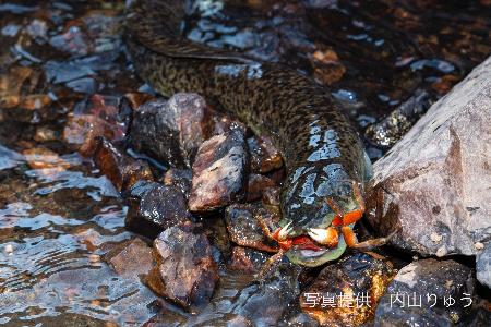 カニを食べるオオウナギ＝２０２３年、鹿児島県内（写真家の内山りゅう氏提供）