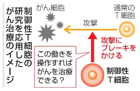 制御性Ｔ細胞の研究を応用したがん治療のイメージ
