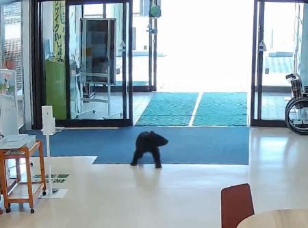 青森県西目屋村田代の村役場ロビーに、体当たりしながら自動ドア２カ所を通過し侵入した子グマ＝４日午前（同役場提供）