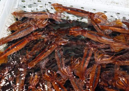 いけすで泳ぐスルメイカ＝６月、北海道函館市