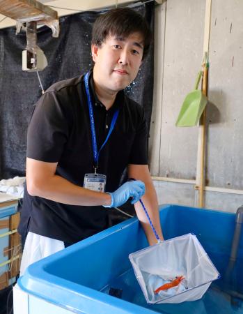 茨城県水産試験場でボタンエビの養殖を担当する水谷宏太主任＝１０月、茨城県ひたちなか市